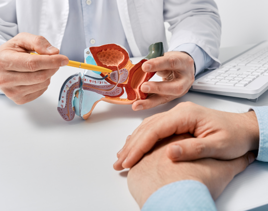 Urologist using a prostate anatomy model to explain a prostate biopsy to a male patient during a consultation